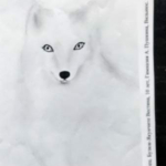 Православная интернет-карусель. ON-LINE викторины http://internet-karusel.kz